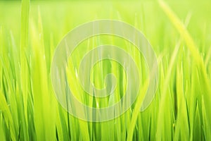 Textured green grass background