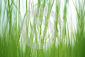 Textured green grass background