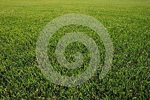 Textured green grass field