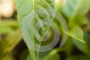 Textured green leaf with transparent drops of water closeup