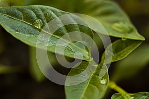 Textured green leaf with transparent drops of water closeup