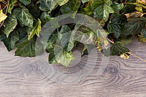 Textured green leafs on wood plank photo