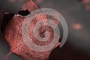 Textured leaf with drops in color of living coral