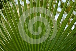 textured leaf of tropical palm foliage. background close-up