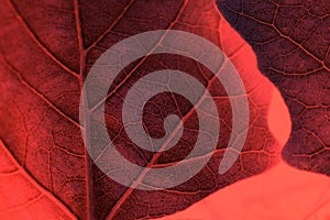 Textured leaf with veins on coral background