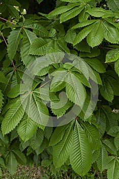 Aesculus carnea foliage photo