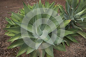 Textured leaves of Agave attenuata plants