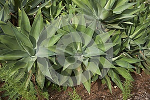 Textured leaves of Agave attenuata plants