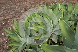 Textured leaves of Agave attenuata plants