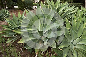 Textured leaves of Agave attenuata plants