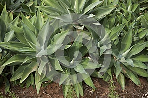 Textured leaves of Agave attenuata plants