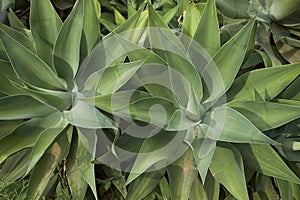 Textured leaves of Agave attenuata plants