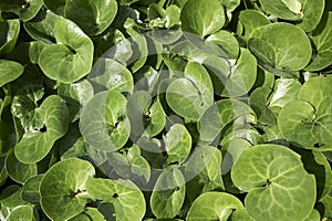 Fresh green leaves of Asarum europaeum