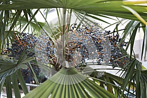 Textured leaves and blue fruits of Trachycarpus fortunei palm