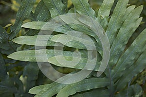 Textured leaves of Microsorum diversifolium fern