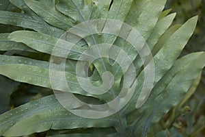 Textured leaves of Microsorum diversifolium fern