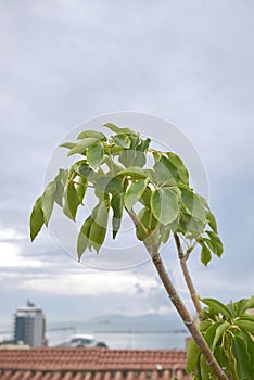 Textured leaves of Schefflera actinophylla