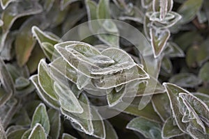 Textured leaves of Tradescantia sillamontana plants