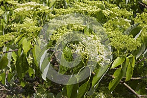 Cornus alternifolia tree in bloom