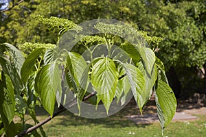 Cornus alternifolia tree in bloom