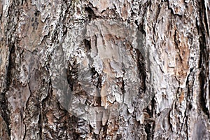 Textured Longleaf Tall Pine Tree Bark Trunk