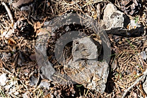 Textured Nature Close-Up with Rocks and Pine Cones