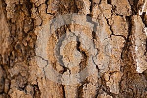 Textured Oak Tree Bark Close-Up Photo.