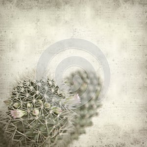 Textured old paper background with cactus