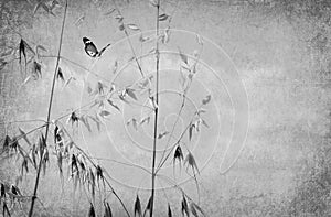 Textured old paper background with the dry wild cereal herbs. Butterfly flying