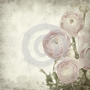 Textured old paper background with ranunculus