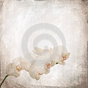 Textured old paper background with white and magenta phalaenopsis