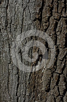 Textured old tree trunk with stripes and growths illuminated by the sun