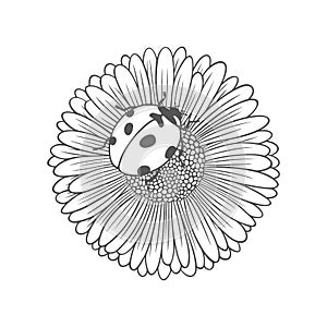 Textured outline daisy flower with ladybug. Nature vector illustration