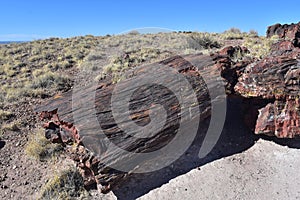 Textured Petrified Log in the Desert of Arizona