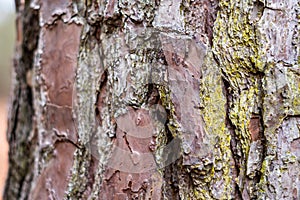 Textured Pine Tree Bark and Moss