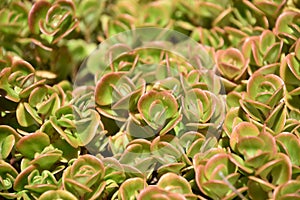 Textured Pink and Green Ground Cover Growing