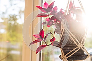 Textured pot with a house plant hanging in pots opposite transparent glass with sunlight photo