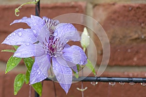 Textured purple Clematis before a brick wall 1