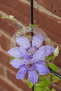 Textured purple Clematis before a brick wall 3