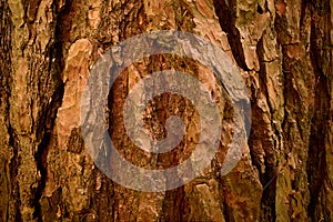 Textured rind of age pine tree. Dry Pinus sylvestris skin. Closeup image