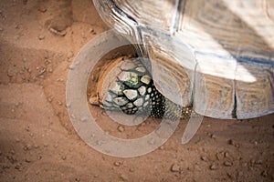 Textured skin on the foot of giant tortise