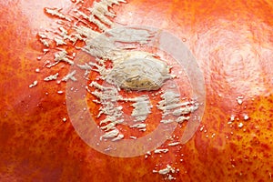 Textured, skin, scarification, leaf vein, pumpkin, peel, orange, background, autumn