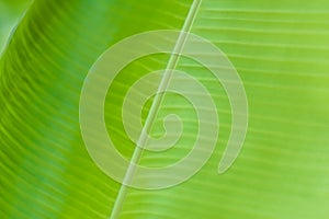 Textured smooth fresh banana leaf closeup for background