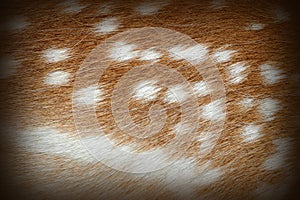 Textured spots on dama fur