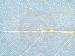 textured surface of dried leaf close up on blue