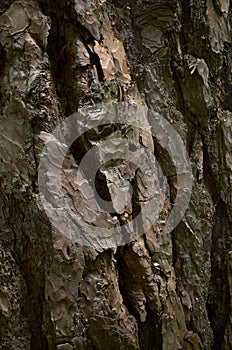 A textured surface of pine trunk. Red cooper skin of aged evergreen conifer tree