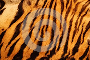 Textured tiger fur