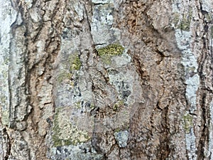Textured tree bark , ?It is deeply furrowed and deeply grooved.