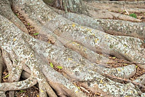 Textured Tree Roots with Moss and Lichen photo