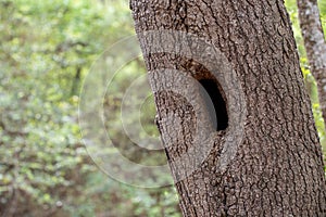 Textured Tree Trunk Hollow with Green Foliage